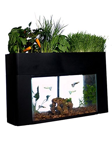 Aquaponics 10 gallon fish tank hotsell