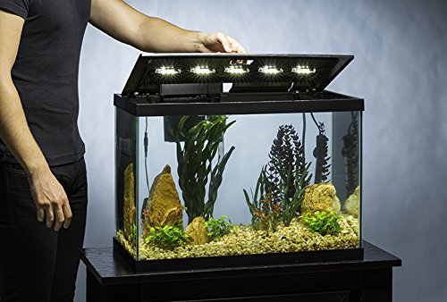 Tetra Aquarium 20 Gallon Fish Tank Kit Includes LED Lighting and Decor