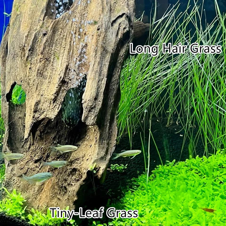 Live Aquarium Plant Seeds Combo,Fresh Water Grass Plants Mini Leaf &  Longhair Grass Small Pearl for Fish Tank Terrarium Aquatic Dwarf Carpet  Decor Decoration