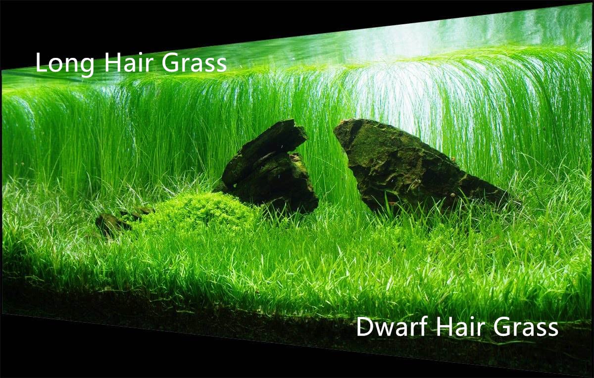 YIZIMONA Live Aquarium Plant See DS Combo,Fresh Water Grass Plants Mini Leaf & Longhair Grass Small Pearl for Fish Tank Terrarium Aquatic Dwarf Carpet